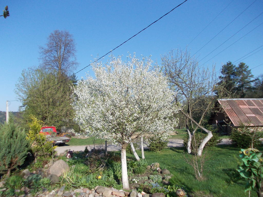 Homestay Roja Vilnius Dış mekan fotoğraf